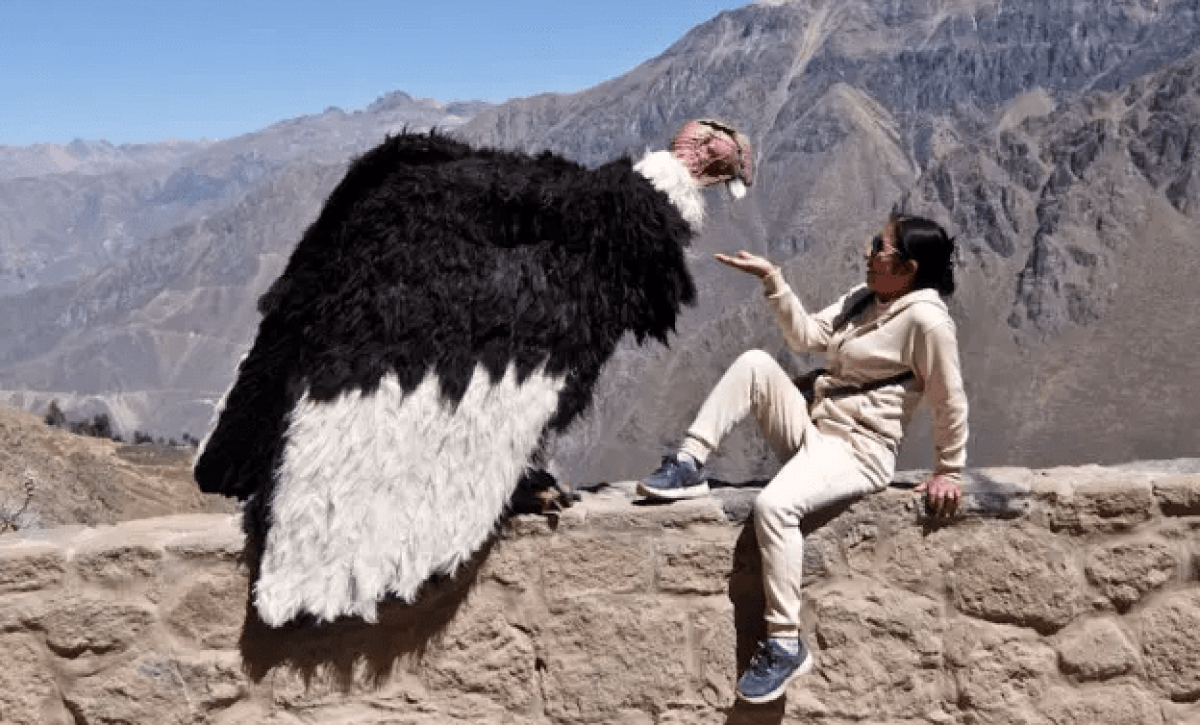 César Zuka sorprende a turistas en el Colca disfrazado de cóndor andino