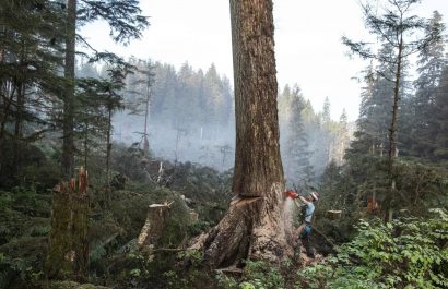 Un leñador derriba un gran árbol en la explotación forestal de Tuxekan, en la isla Príncipe de Gales, Alaska, Estados Unidos. (Fotografía National Geograph).