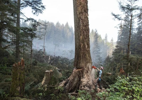 Un leñador derriba un gran árbol en la explotación forestal de Tuxekan, en la isla Príncipe de Gales, Alaska, Estados Unidos. (Fotografía National Geograph).