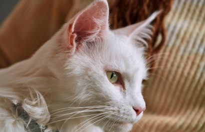 Cinco consejos para evitar que tu perro o gato transmita enfermedades a tu familia
