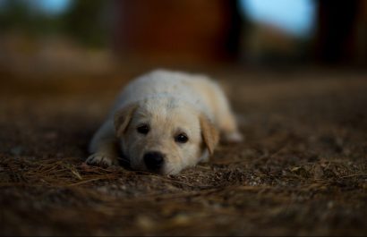 Mascotas en duelo: Cómo ayudarlas tras la pérdida de un compañero