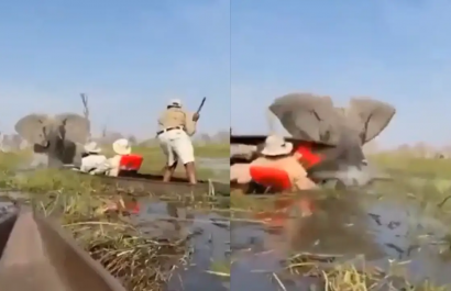 Incidente en safari de Botswana deja a turista sumergida por ataque de elefante