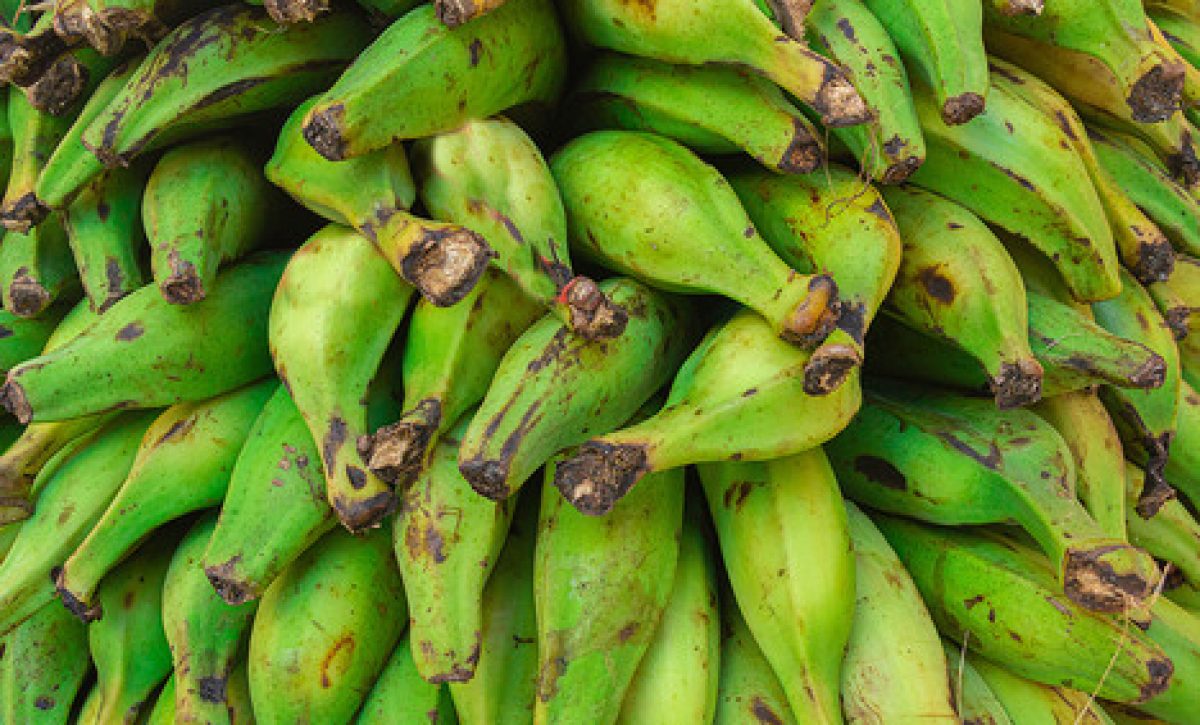 Qué alimentos pueden reemplazar al plátano verde en la cocina ecuatoriana