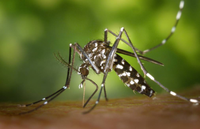 Detectan primer caso de fiebre amarilla en Ecuador y alertan sobre sus síntomas