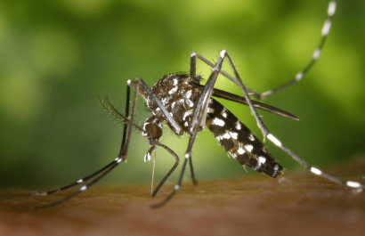 Detectan primer caso de fiebre amarilla en Ecuador y alertan sobre sus síntomas