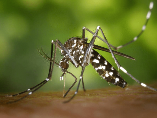 Detectan primer caso de fiebre amarilla en Ecuador y alertan sobre sus síntomas