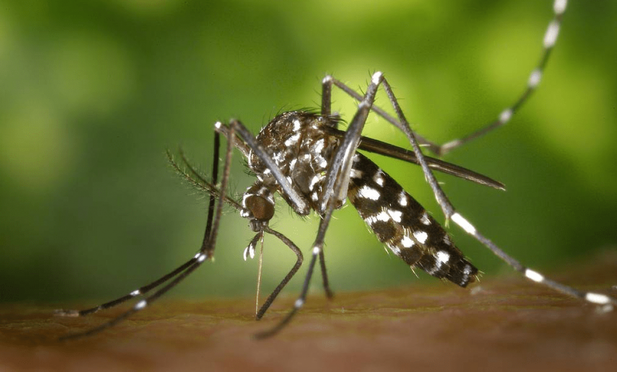 Detectan primer caso de fiebre amarilla en Ecuador y alertan sobre sus síntomas
