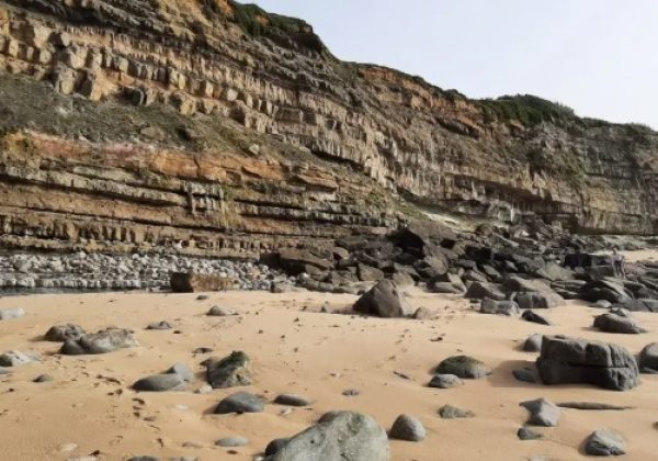 Las flores están presentes en la Tierra hace 123 millones de años