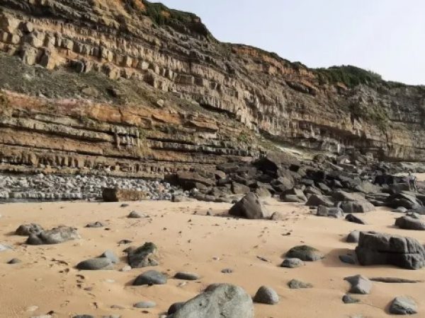 Las flores están presentes en la Tierra hace 123 millones de años