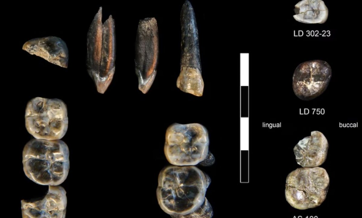 Fósiles en Etiopía Revelan Coexistencia de Dos Especies Humanas Hace 2,8 Millones de Años.