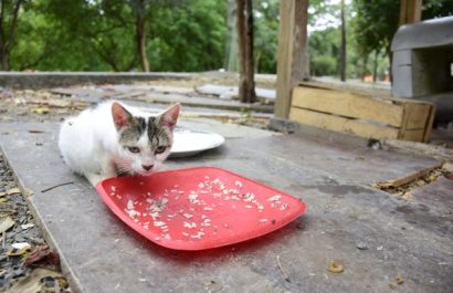 Abandono animal persiste pese a ordenanza vigente
