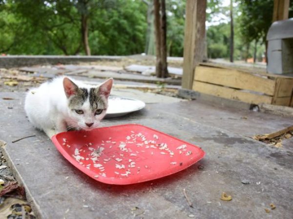 Abandono animal persiste pese a ordenanza vigente