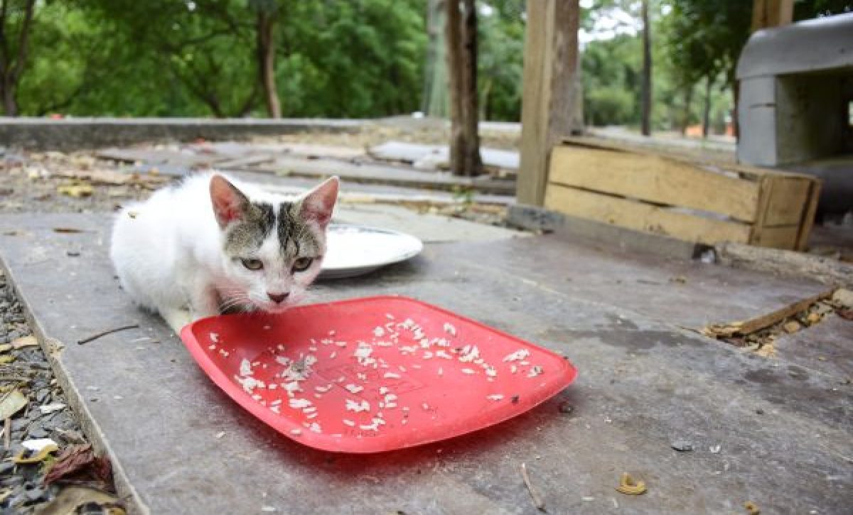 Abandono animal persiste pese a ordenanza vigente