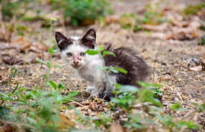 Centro de Fauna Urbana recibe hasta tres denuncias diarias por maltrato animal