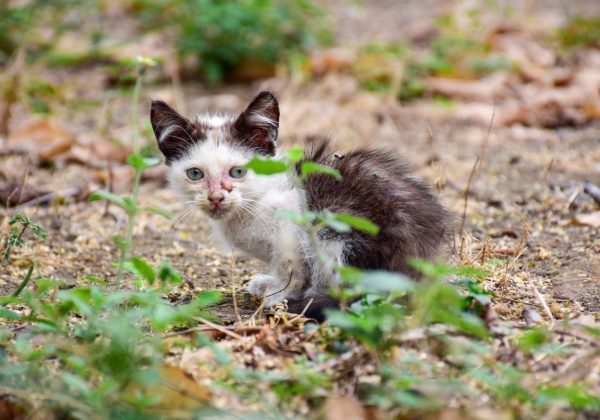 Centro de Fauna Urbana recibe hasta tres denuncias diarias por maltrato animal
