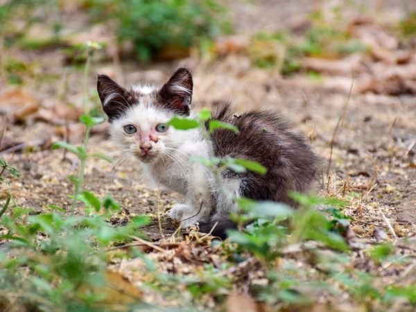 Centro de Fauna Urbana recibe hasta tres denuncias diarias por maltrato animal