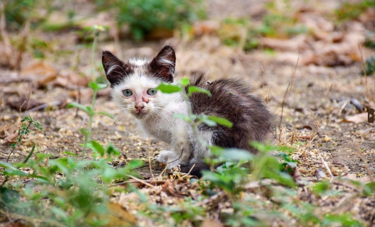 Centro de Fauna Urbana recibe hasta tres denuncias diarias por maltrato animal