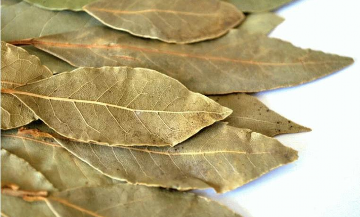 Hojas de Laurel remedio casero contra insectos