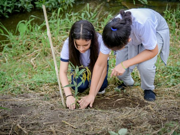 Iniciativa en La Concordia busca regular tala de árboles