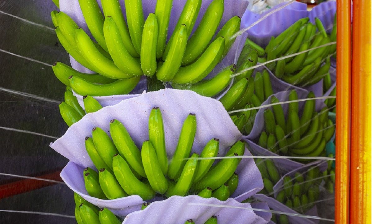 La salida de Exportadora Bananera Noboa S.A. del primer puesto en el ranking de deudores marca un cambio significativo, dado que hace cuatro meses lideraba la lista. FOTO: noboa.global.