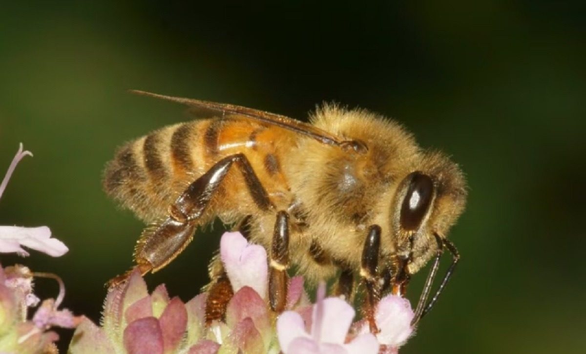 Investigación revela potencial terapéutico del veneno de abeja en enfermedades. FOTO: Europa Press.