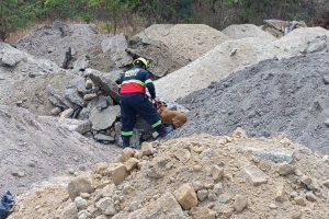 En Manta, la Brigada Canina del Cuerpo de Bomberos demuestra su destreza en simulacros de rescate bajo escombros.