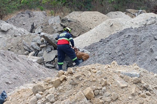 En Manta, la Brigada Canina del Cuerpo de Bomberos demuestra su destreza en simulacros de rescate bajo escombros.