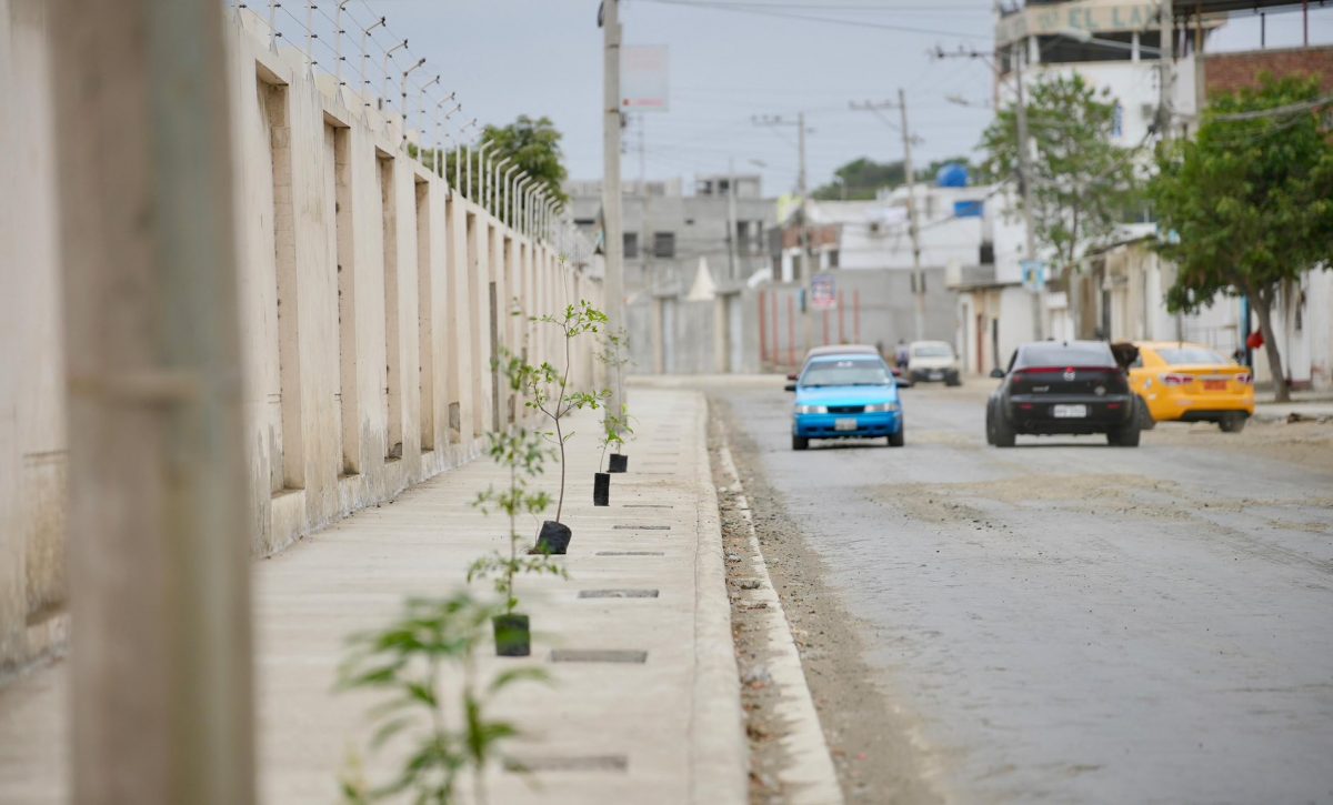 Avenida 108 de Manta se transforma en un corredor verde con 158 nuevos árboles by 30