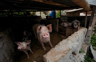 Algunos de los cerdos fueron trasladados a un criadero autorizado en la zona rural de Manta, bajo la custodia de la Dirección de Ambiente.