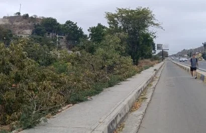 Tala clandestina en San Carlos: ocho árboles municipales fueron derribados.