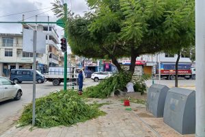 Personal de Parques y Jardines realiza la labor de poda de árboles como se ve en la gráfica.