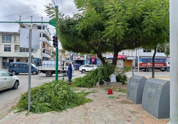 Personal de Parques y Jardines realiza la labor de poda de árboles como se ve en la gráfica.