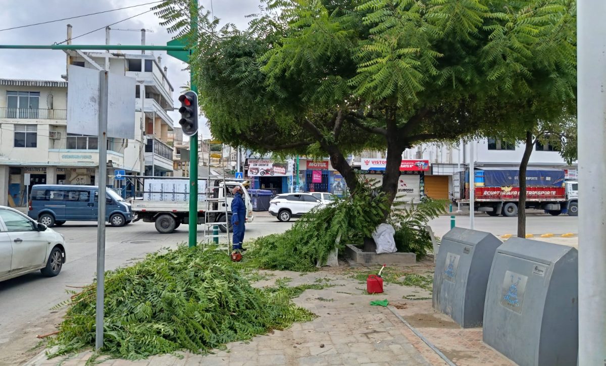 Personal de Parques y Jardines realiza la labor de poda de árboles como se ve en la gráfica.