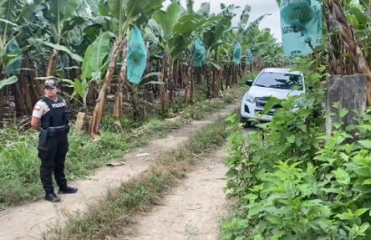 Macabro hallazgo: cadáver de mujer enterrada en bananera de Machala conmociona a la comunidad