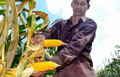 maiz duro produccion precios Manabí