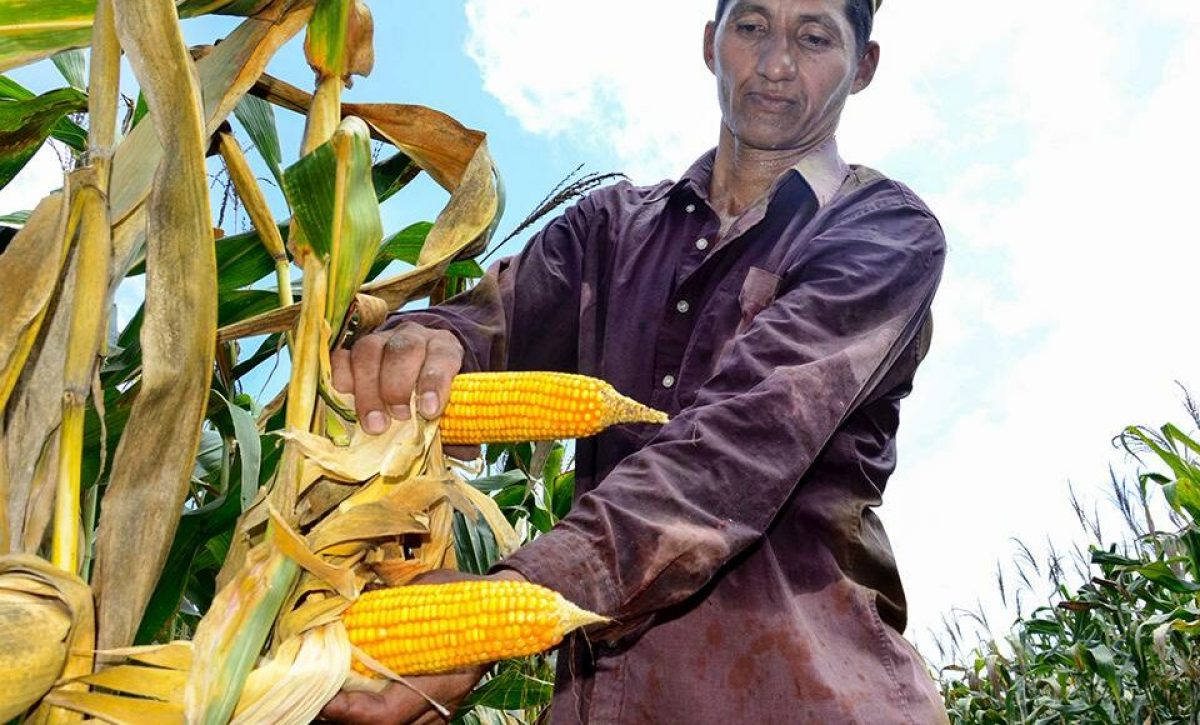 maiz duro produccion precios Manabí