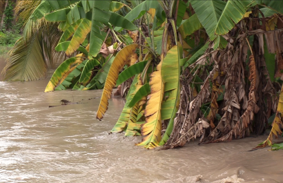 Más de 3.550 hectáreas de cultivos perdidas en Manabí deja el invierno