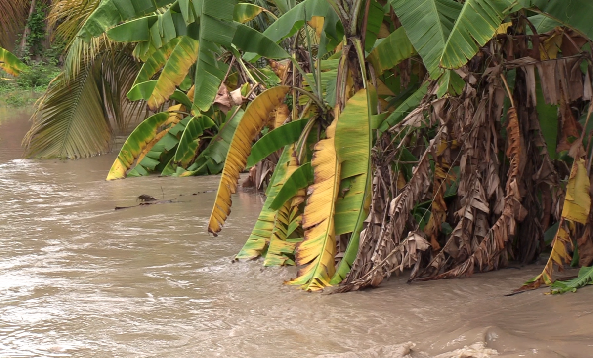 Más de 3.550 hectáreas de cultivos perdidas en Manabí deja el invierno