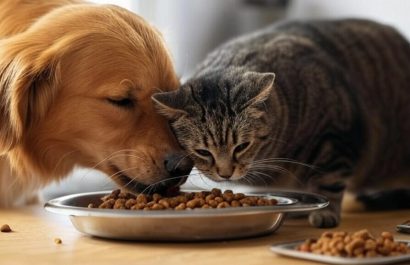 alimentación de mascotas, perros, gatos