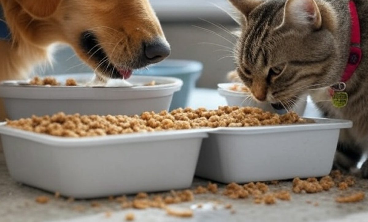 alimentos para mascotas