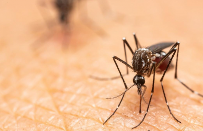 Una trampa casera con agua, azúcar, vinagre y jabón elimina moscas y mosquitos de forma natural