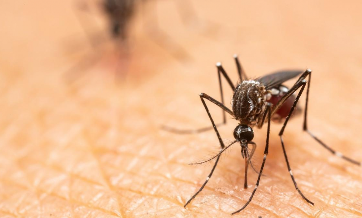 Una trampa casera con agua, azúcar, vinagre y jabón elimina moscas y mosquitos de forma natural