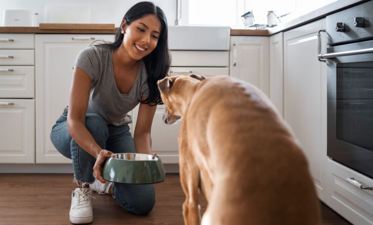 Aspectos clave en la dieta casera de perros y gatos: prevención y cuidados