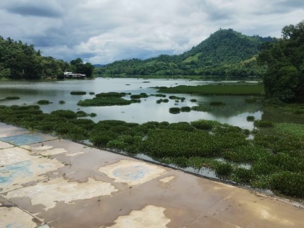 necesitan-que-aumente-el-nivel-de-agua-en-poza-honda-para-evacuar-los-lechuguines