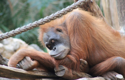 Los orangutanes compensan la falta de sueño con siestas
