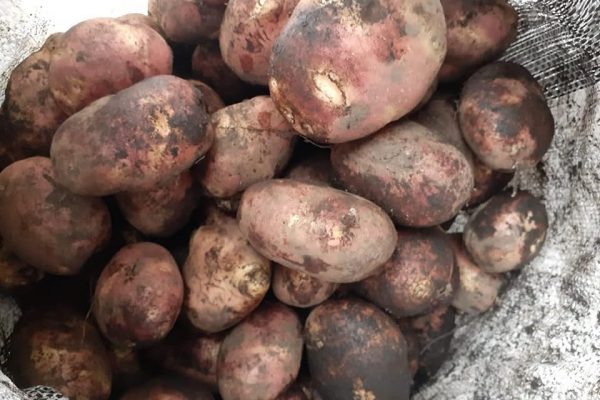 Productos esenciales como papa, tomate y verde son cada vez más costosos.