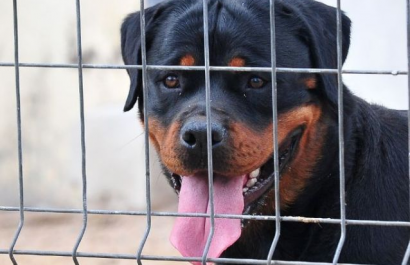 Georgia: investigan guardería clandestina donde un niño murió por ataque de perros