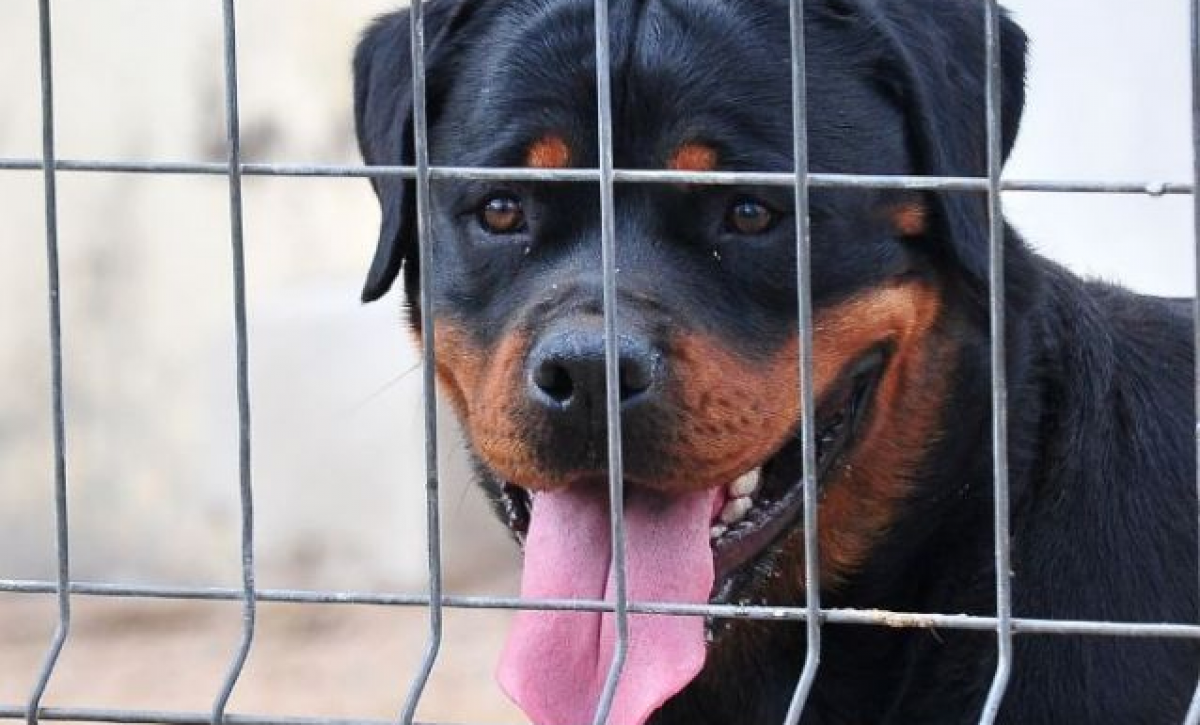 Georgia: investigan guardería clandestina donde un niño murió por ataque de perros