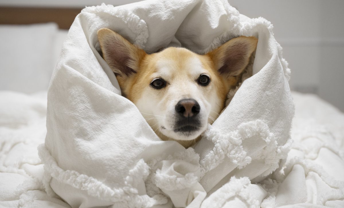 ¡Abriga a tu peludo! Consejos clave para proteger a tu perro del frío nocturno