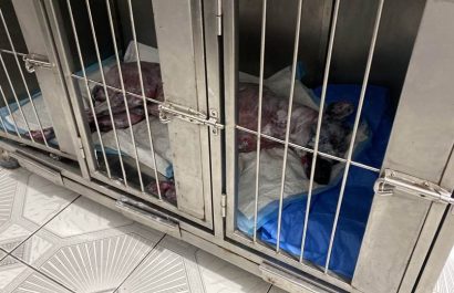 Perro sufre quemaduras graves tras ataque en Quevedo